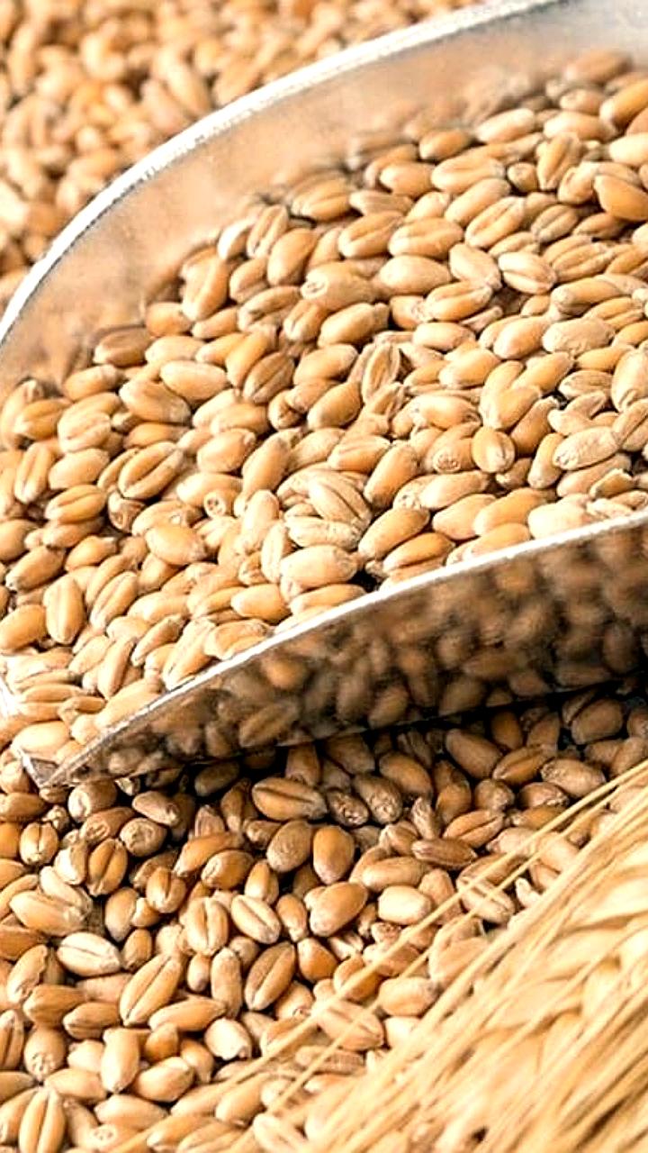 Казахстан готов поставлять зерно в Армению: 15-20 тыс. тонн ежемесячно