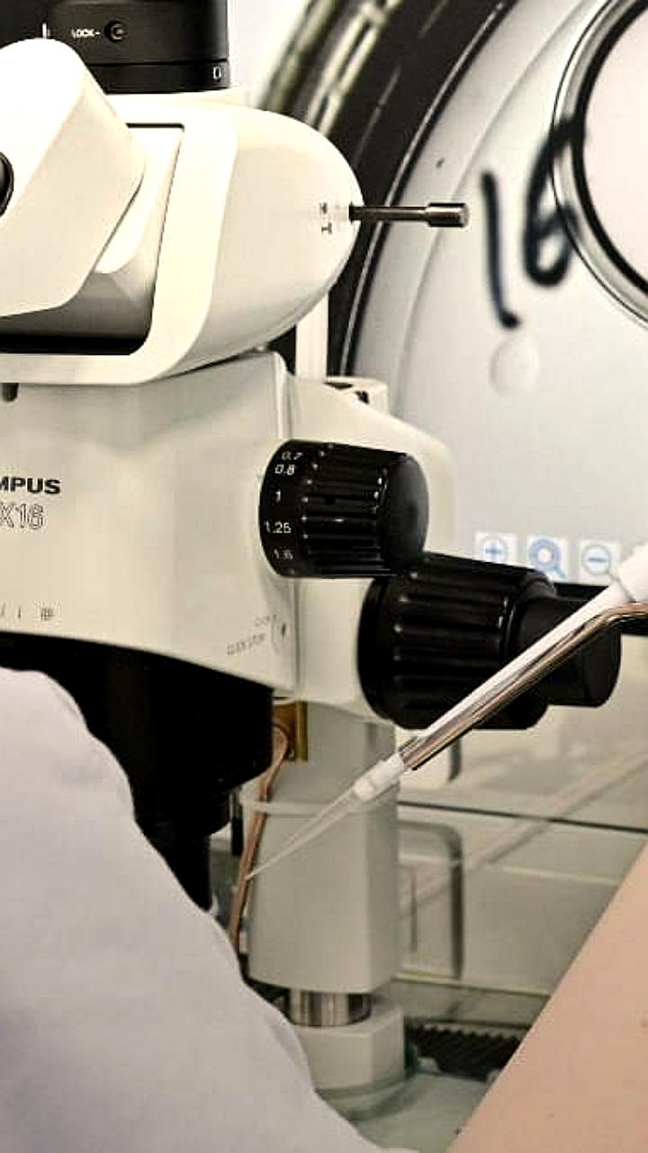 Учёные раскрыли закон, управляющий движением хромосом в клетках