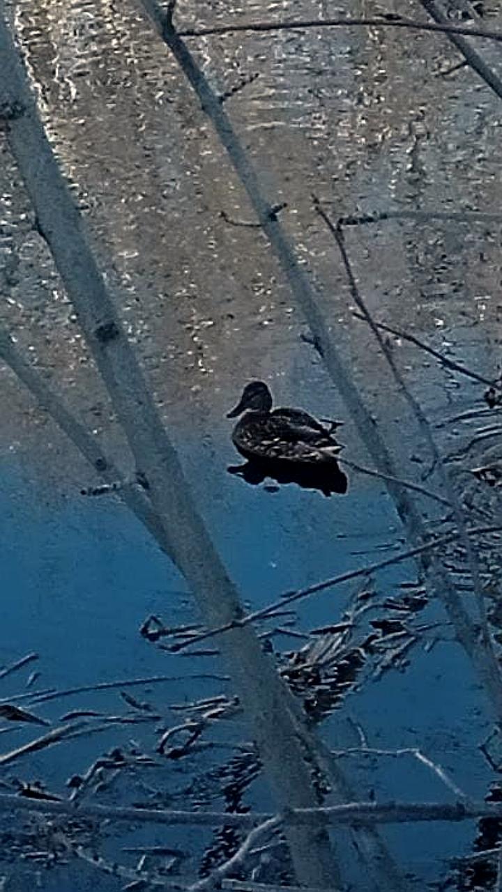 Одинокий лебедь в Бурятии: жители и специалисты следят за судьбой птицы