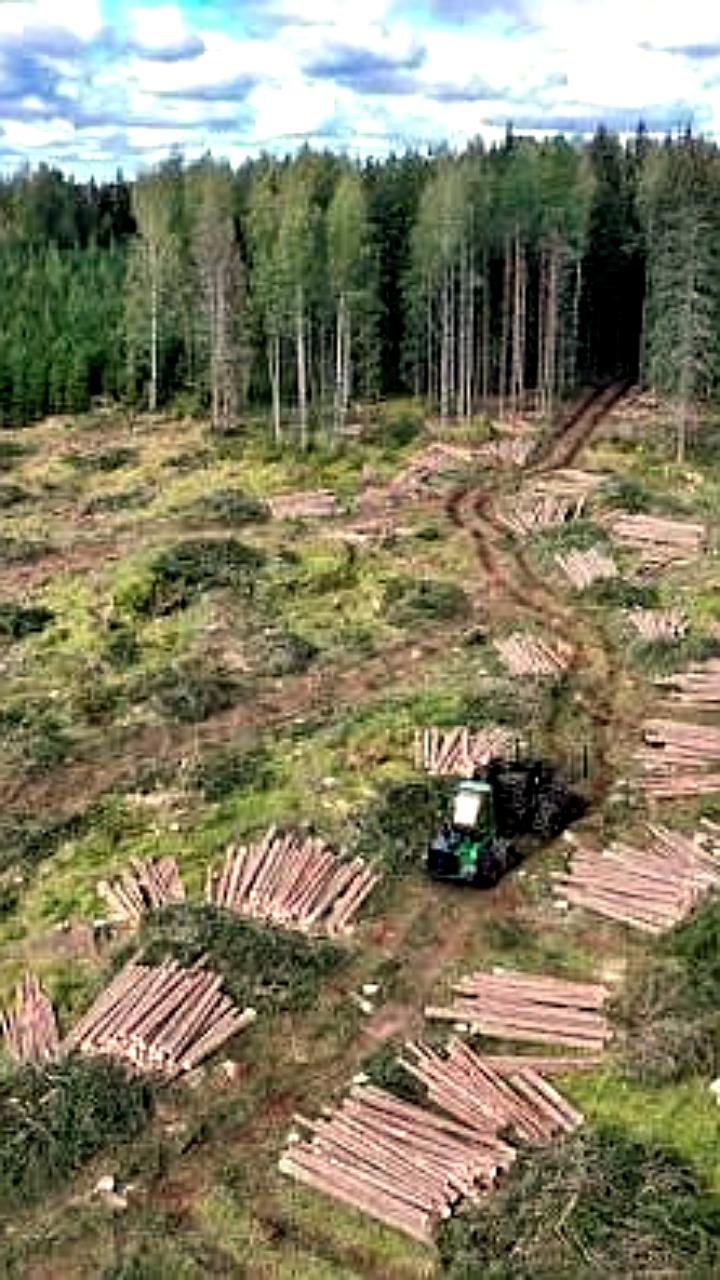 Томская область экспортировала более 1 млн кубометров лесопродукции в 9 стран за 10 месяцев 2025 года