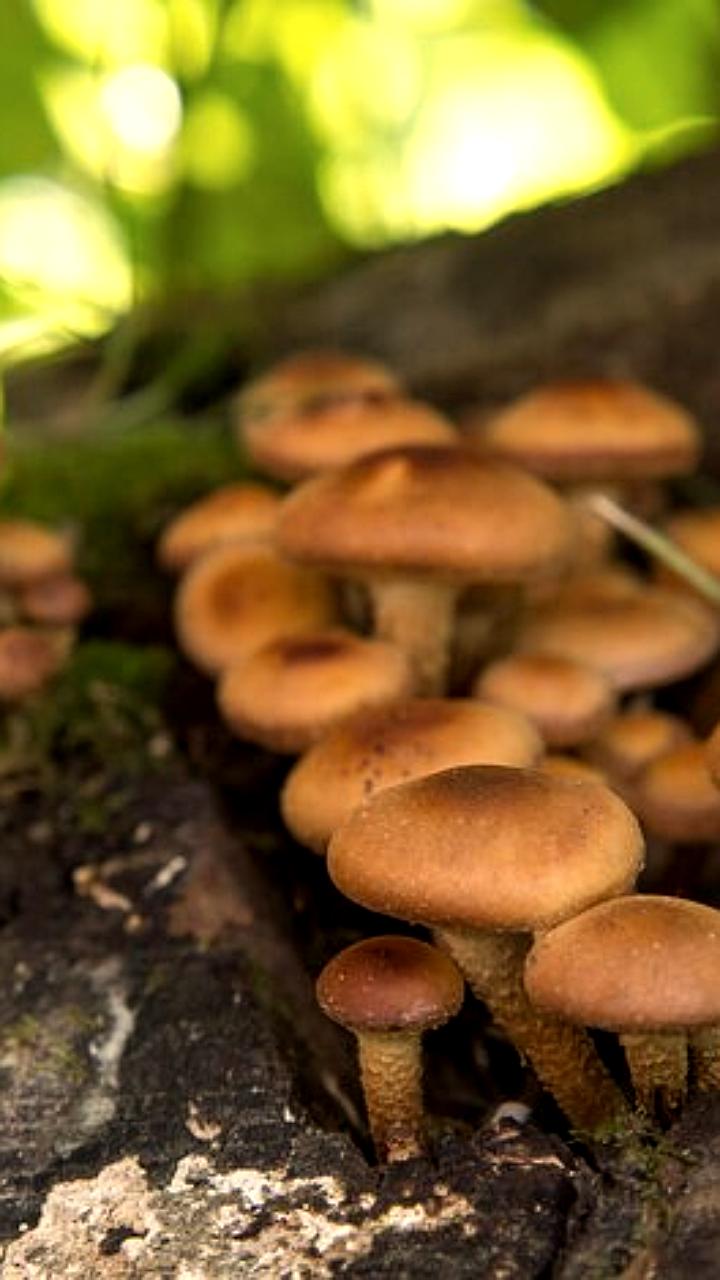 В Горячем Ключе 11 человек отравились грибами, двое в тяжелом состоянии