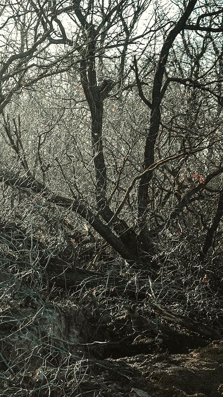 В Свердловской области предложены поправки к закону о запрете сбора веток у дорог