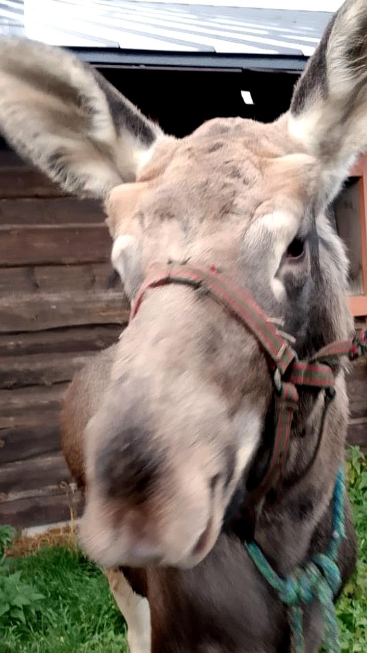 Лосенок из Кенозерского парка успешно переехал на реабилитацию в Мытищи
