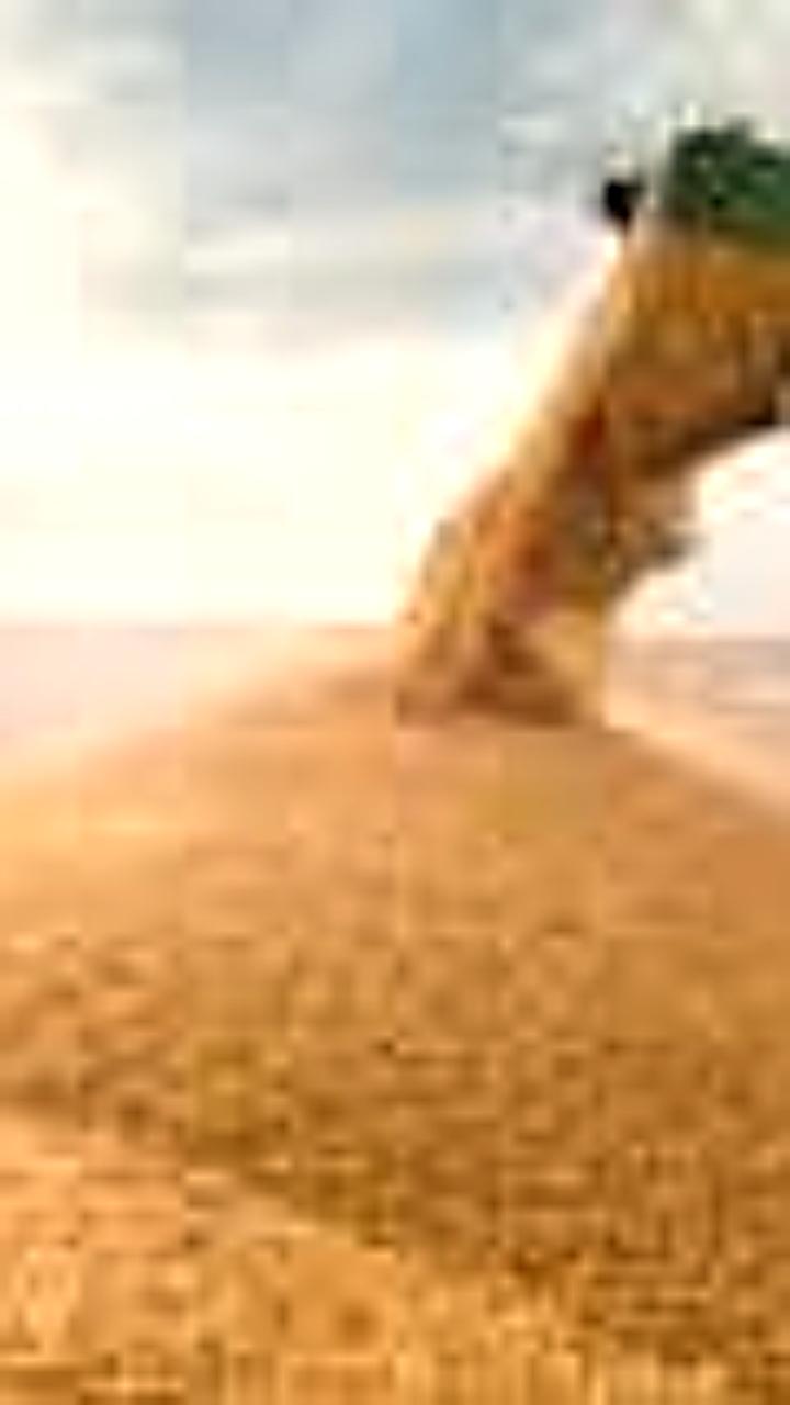 Россия экспортировала 16,8 млн тонн пшеницы, лидируя на мировом рынке