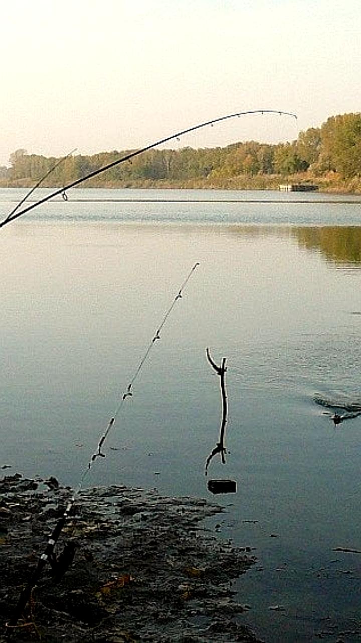 Запрет на ловлю рыбы в Приднестровье и Азовском море: новые меры для защиты популяции судака
