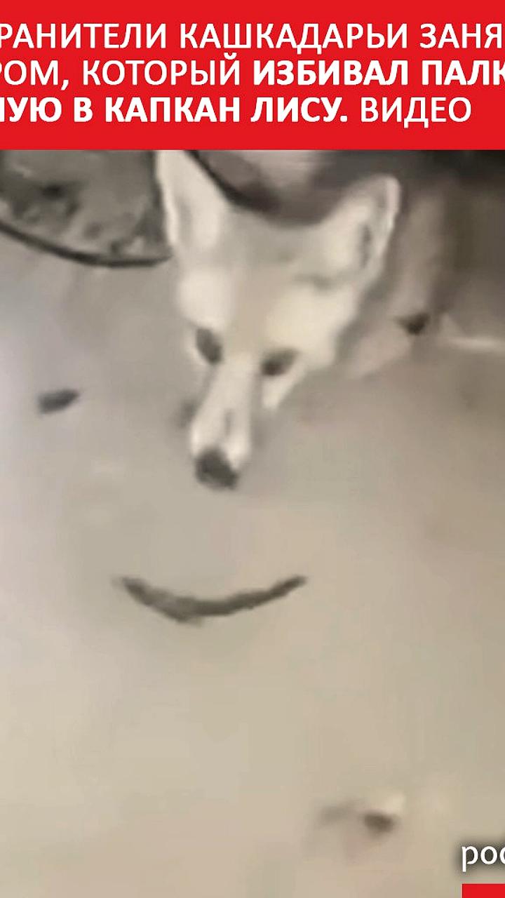 В Узбекистане начато расследование из-за видео с насилием над лисой