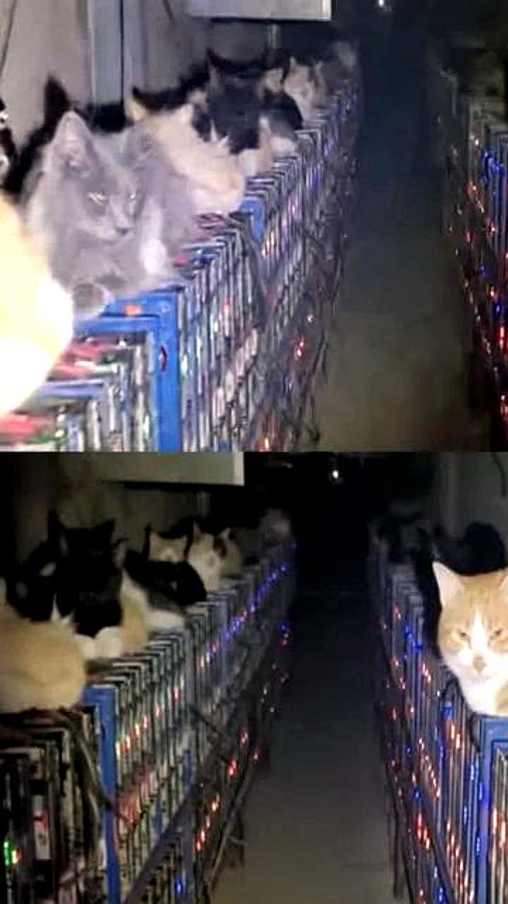 Бездомные коты остановили майнинг-ферму в Внутренней Монголии