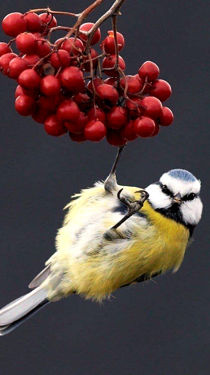 Синичкин день: экопросвещение и забота о зимующих птицах