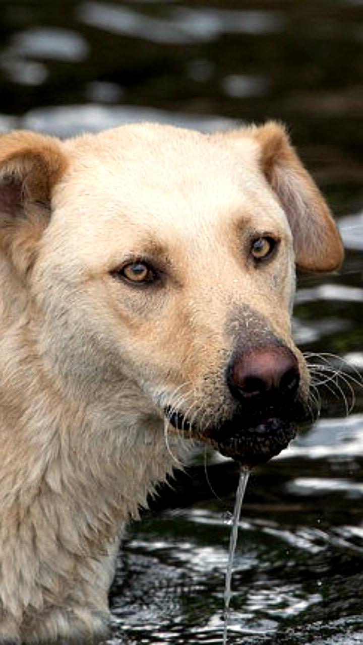Карантин по бешенству животных отменен в Тюменской области