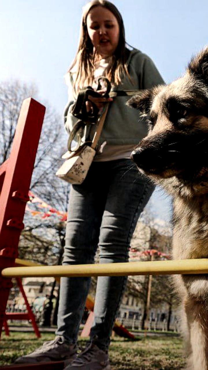 Росстандарт утвердил новый ГОСТ для мест выгула собак, вступающий в силу с 1 апреля 2026 года