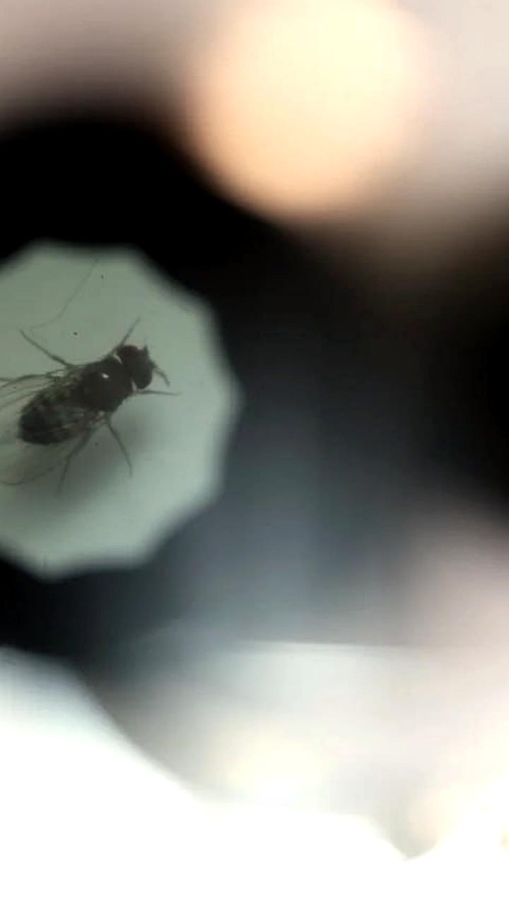 Дрозофилы, побывавшие в космосе, отправятся в новый полет на Союзе МС 28