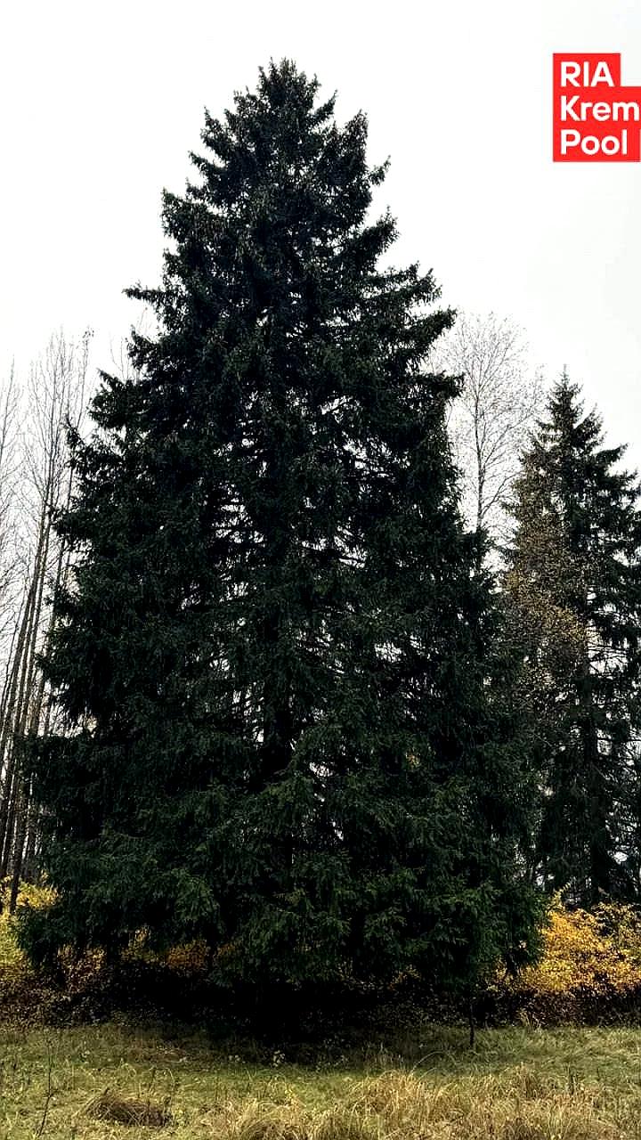 В Рузском округе выбрана главная новогодняя елка России