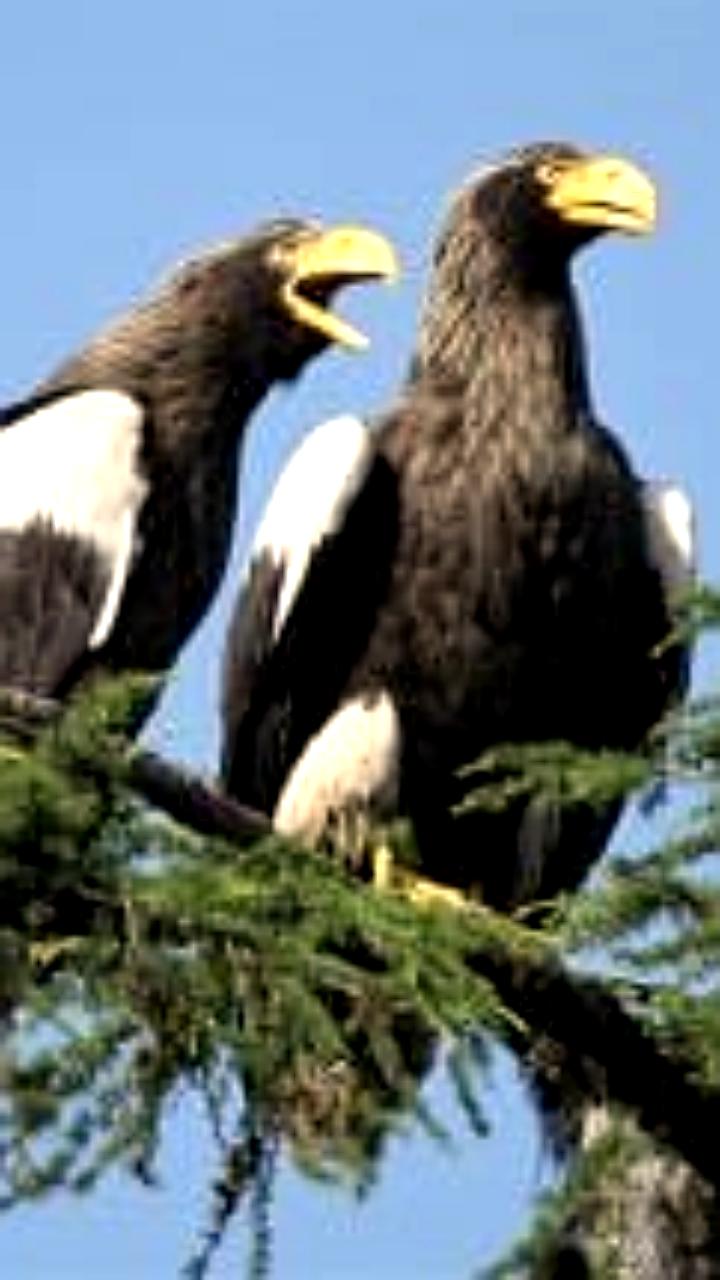 Стабильность популяции белоплечих орланов подтверждена в Хабаровском крае
