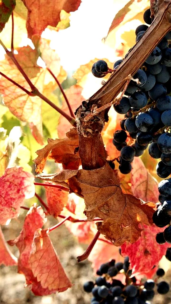 Крымские аграрии собрали 103 тысячи тонн винограда в 2024 году