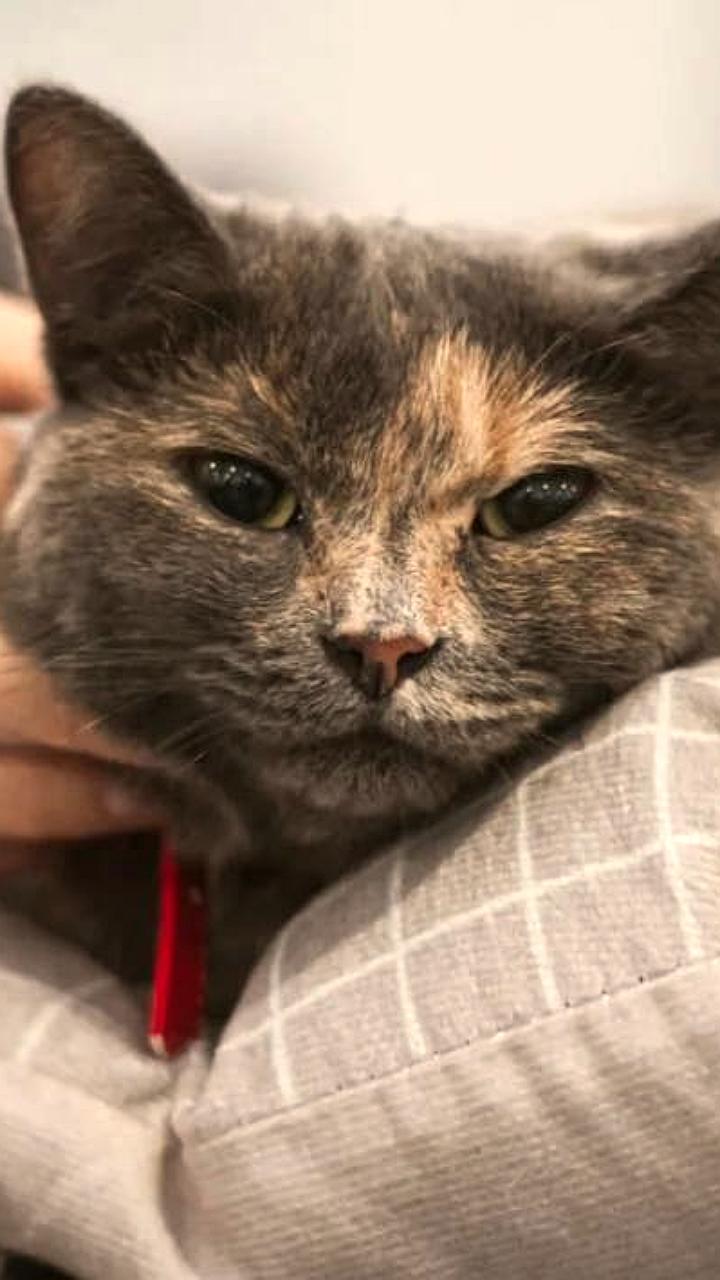 Владивосток готовится к благотворительной выставке раздачи животных