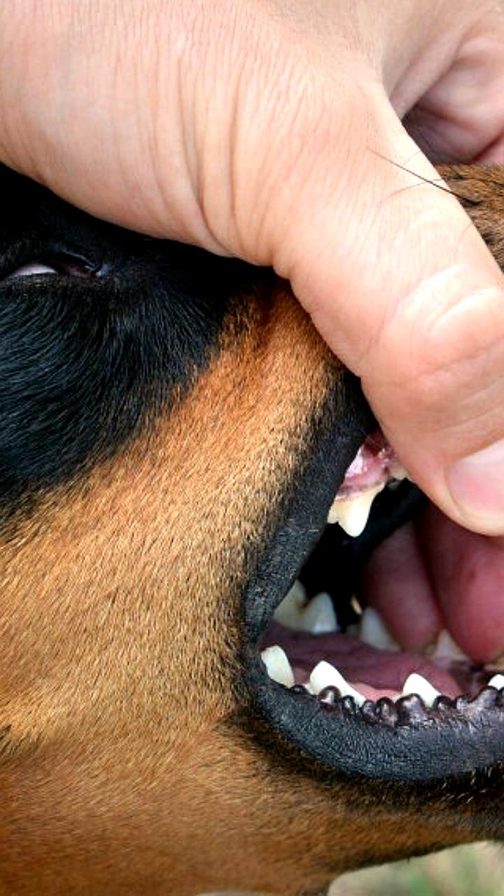 В Чите и Кадале жители обеспокоены агрессивными бродячими собаками