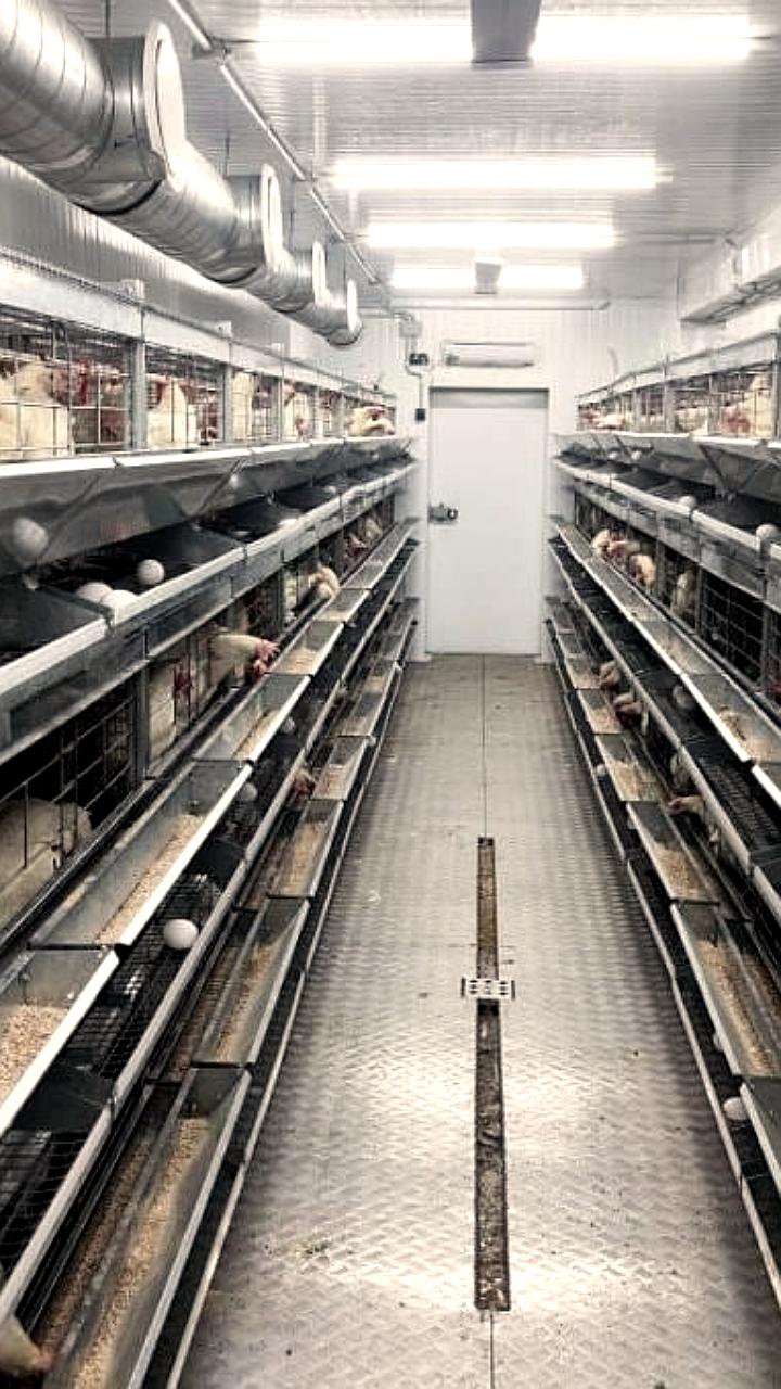 Чукотка лидирует по самообеспечению яйцами в ДФО