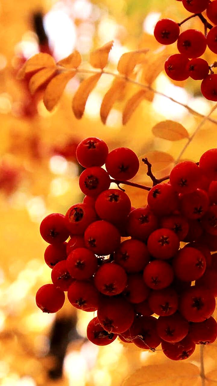 Премии страховщиков жизни в России выросли на 26% за 9 месяцев 2025 года