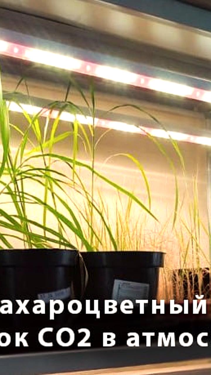 Уральские биологи разработали оптимальную комбинацию для карбоновых ферм