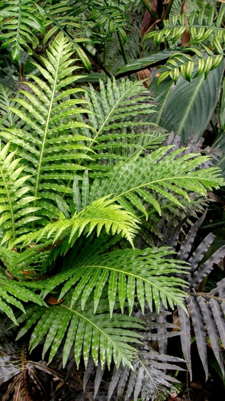 Китайские ученые впервые обнаружили редкоземельные элементы в живом растении