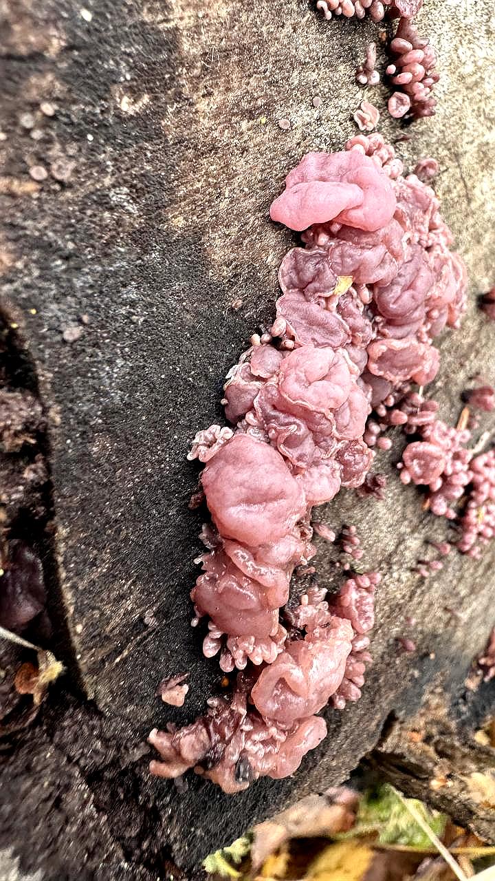 В Лосином острове обнаружен редкий гриб аскокорина мясная с антибактериальными свойствами