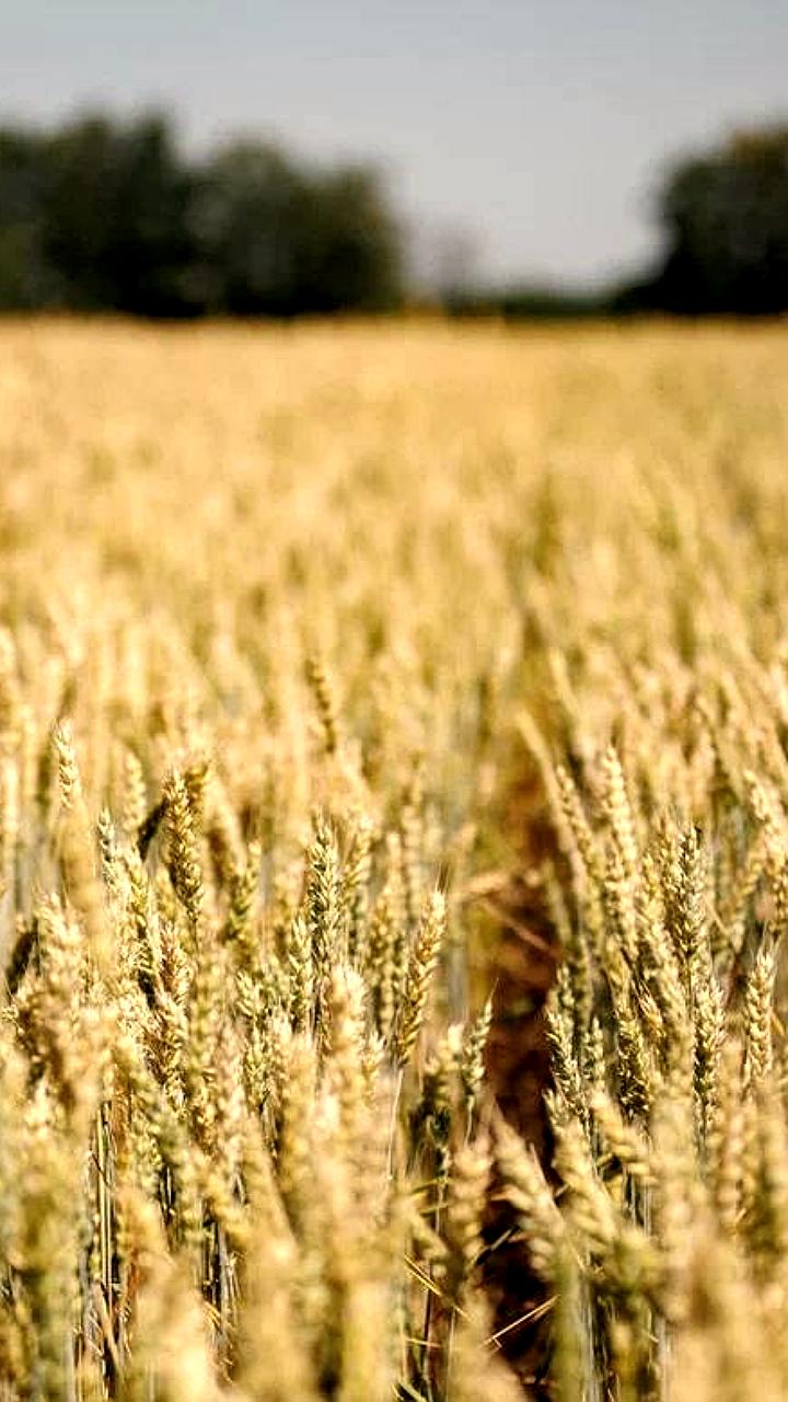 Минсельхоз РФ продлевает льготные кредиты аграриям Ростовской области на год