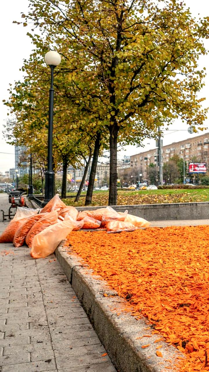Подготовка цветников Москвы к зиме завершена