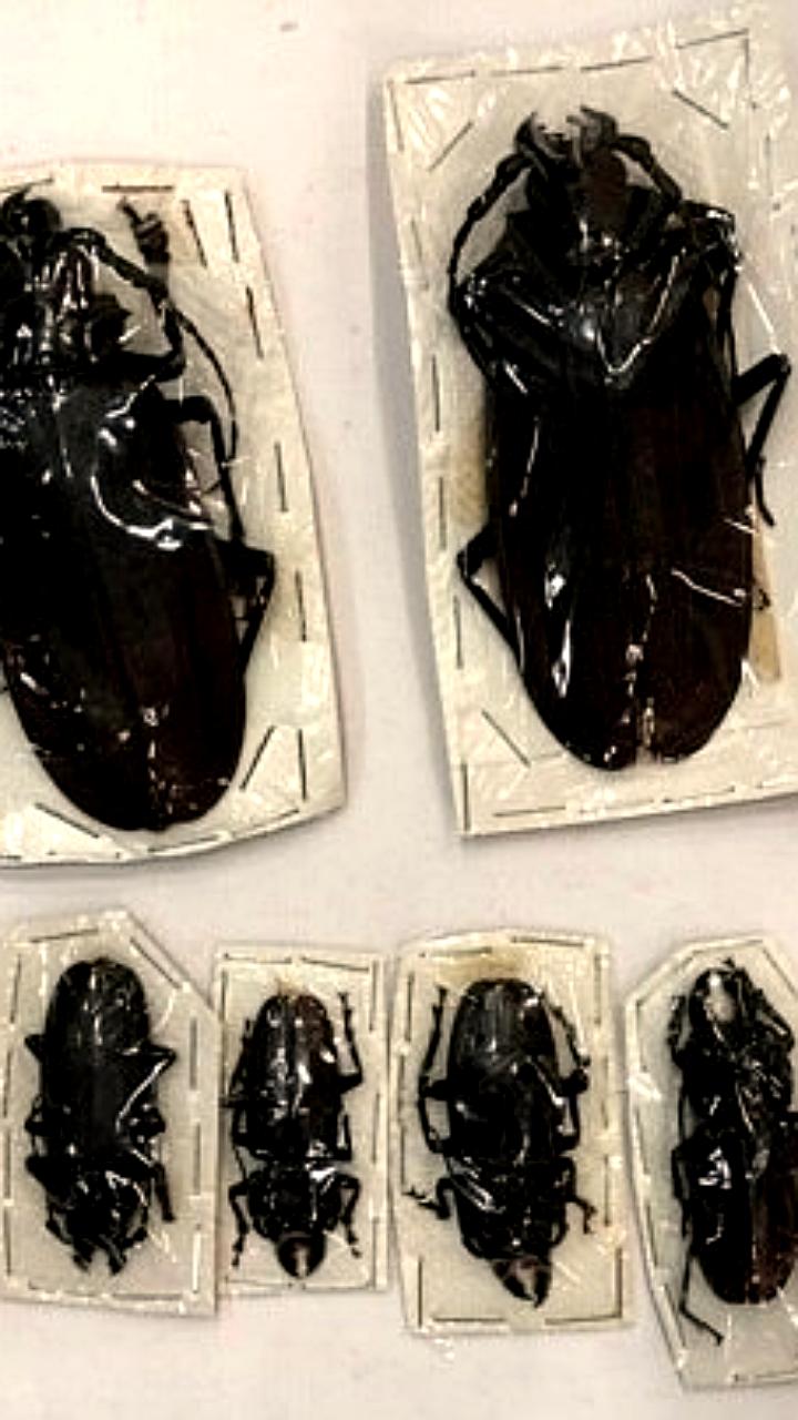 Московские таможенники вернули 200 экзотических жуков из Перу без документов