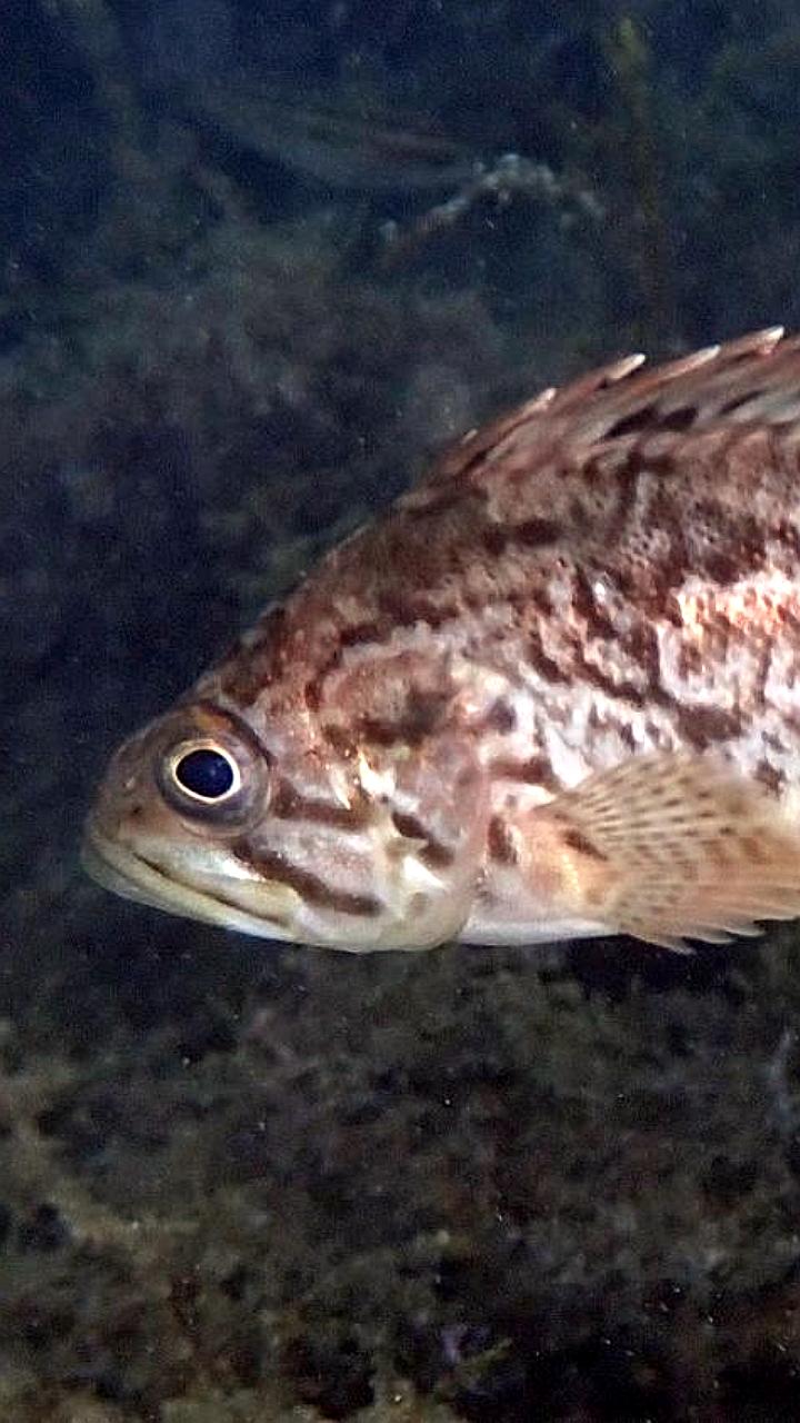 Корейский окунь угрожает экосистеме Черного моря