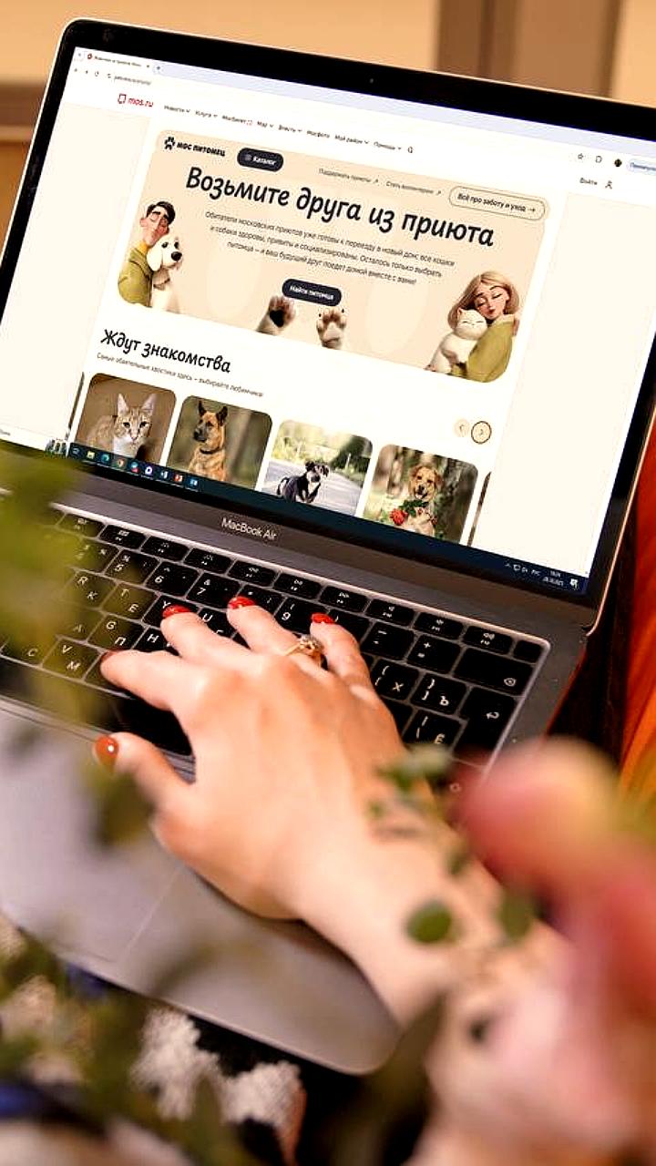 Моспитомец запускает новые функции для помощи бездомным животным