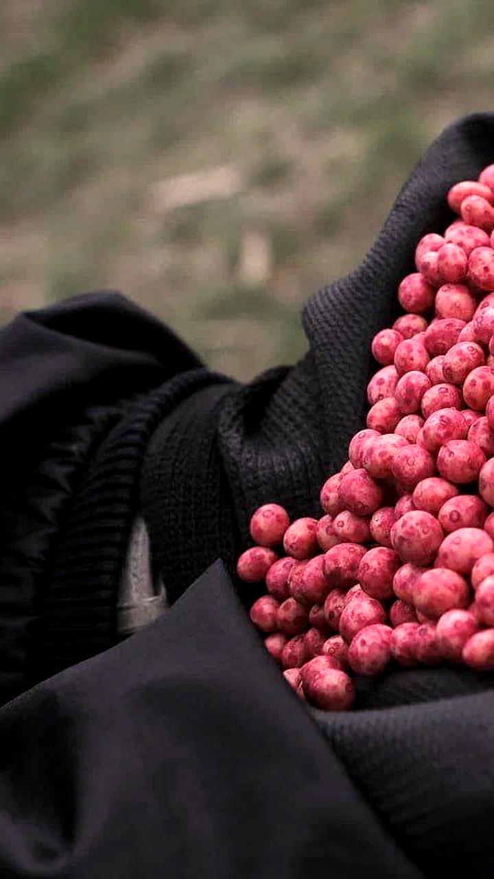 Эксперты обсудят селекцию и устойчивость урожая на выставке ЮГАГРО 2025 в Краснодаре