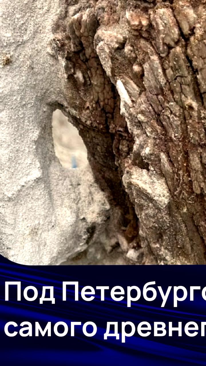 Ученые обнаружили 385-миллионолетний ствол дерева в Ленобласти
