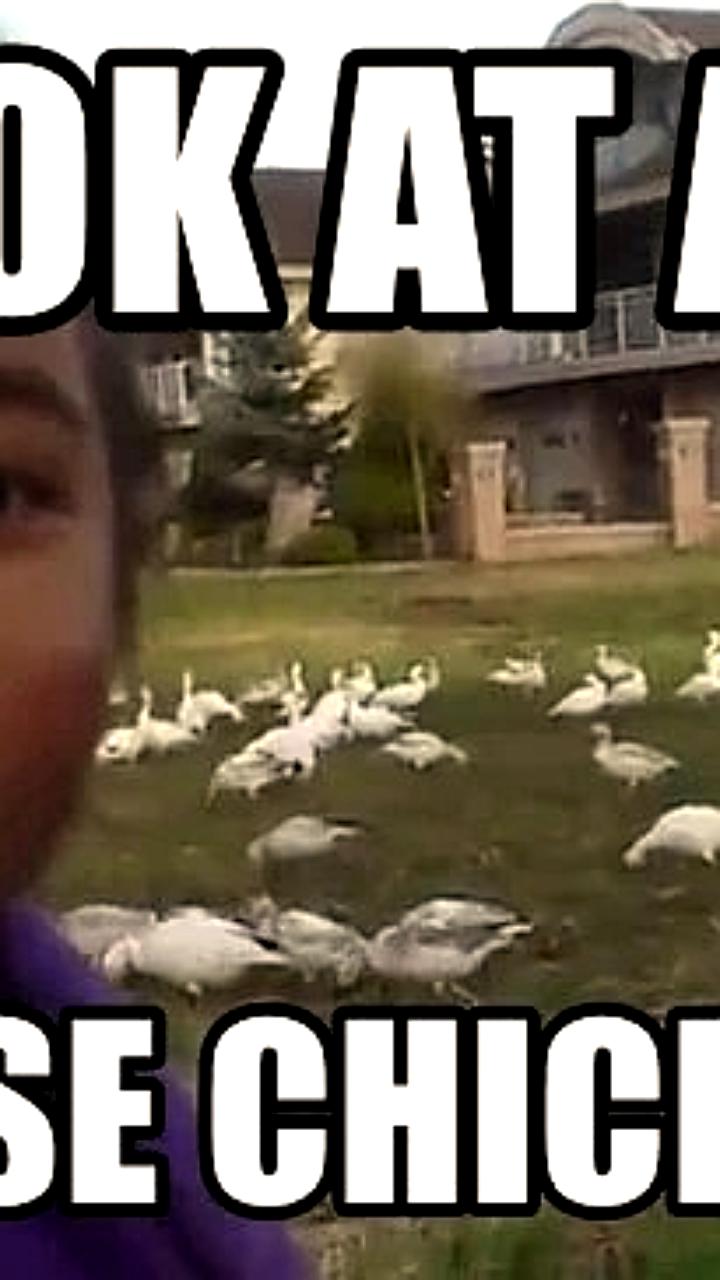 Джек Дорси инвестирует в приложение diVine для архивирования видеороликов Vine