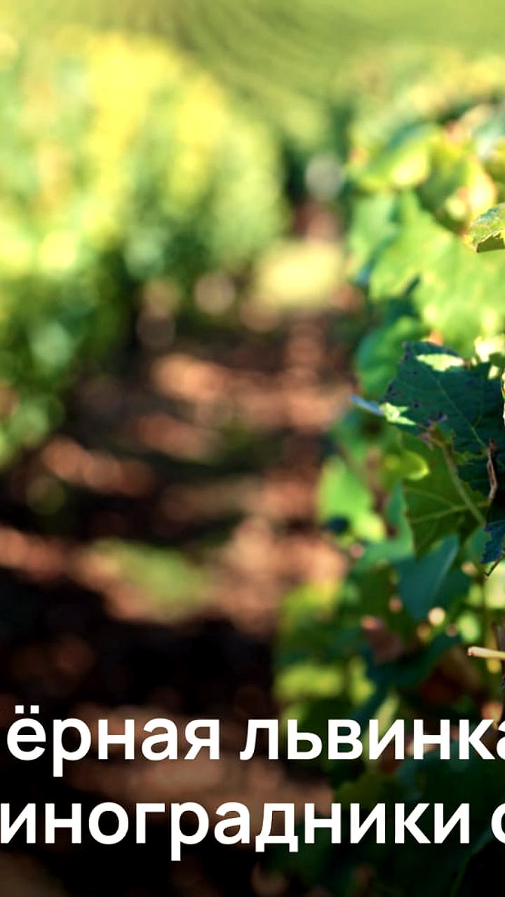 Студентка МФТИ разработала биопрепарат для защиты виноградников от грибков