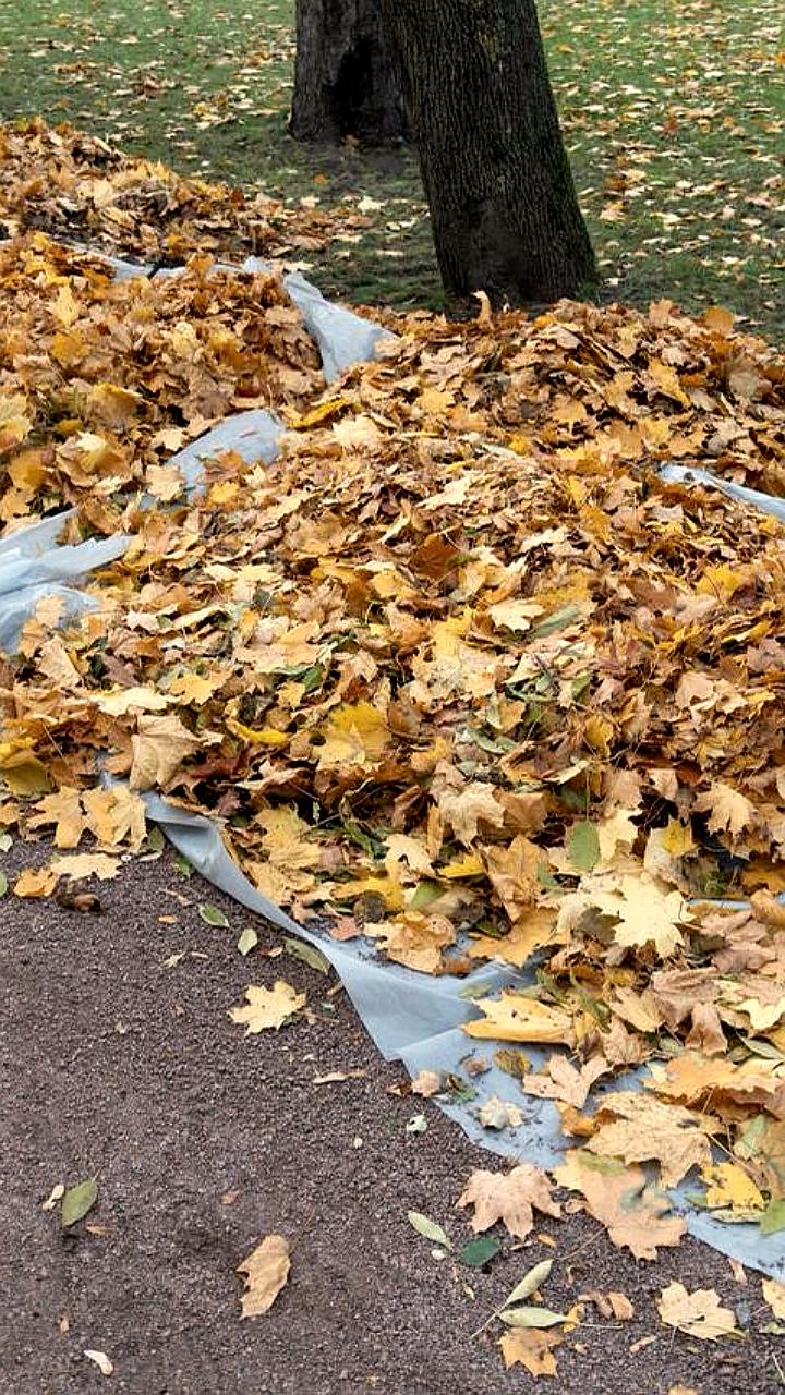 Студенты СПбГПМУ обязаны участвовать в уборке территории вуза