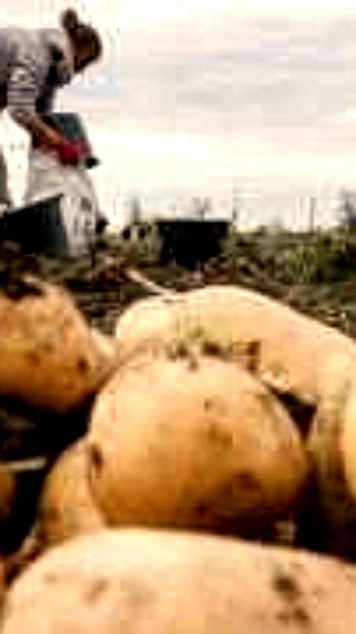 Российские аграрии переходят на технический картофель из-за дефицита семян