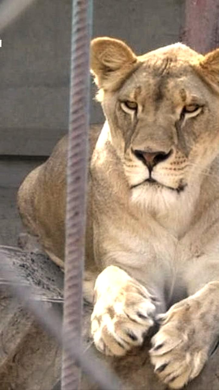 Поиски сбежавших львиц завершены: одна найдена, вторая близко