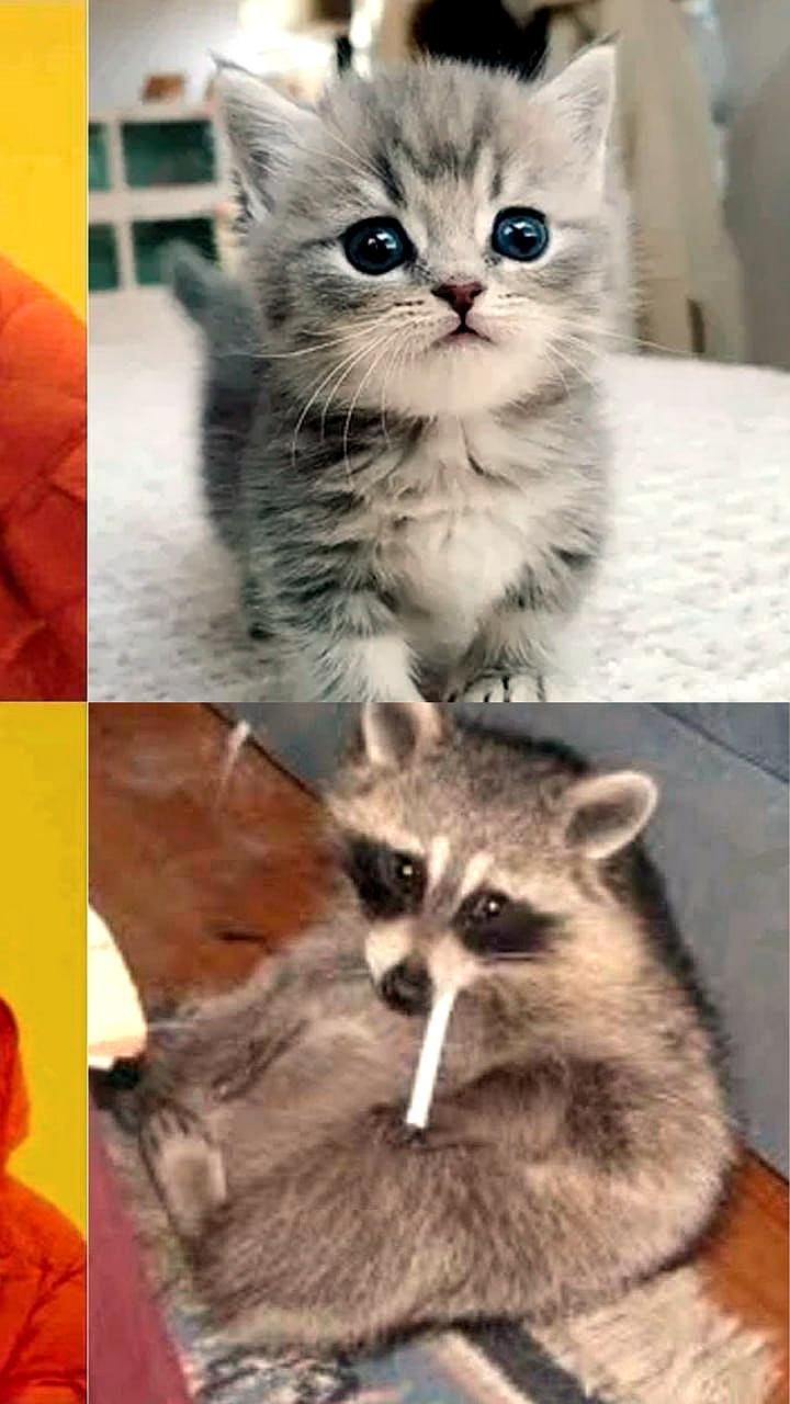 Исследование показывает, что еноты начинают одомашниваться в городских условиях