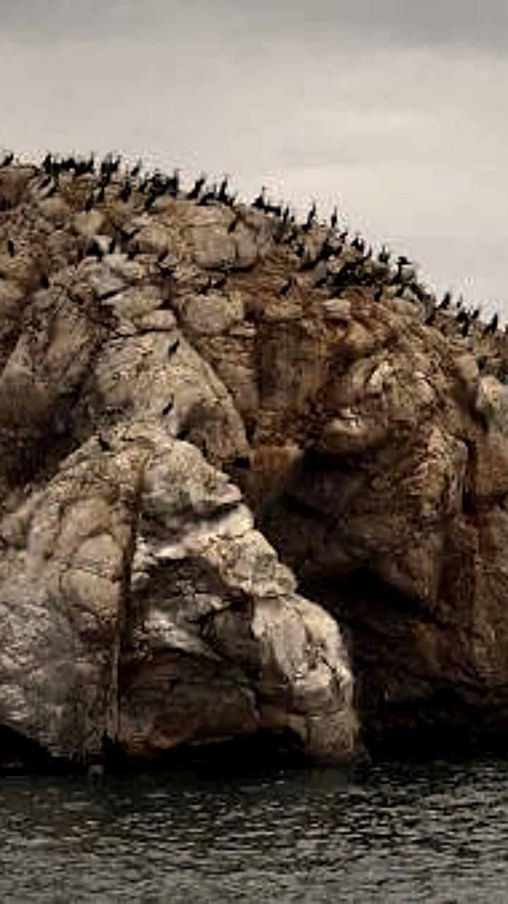 В Бурятии начнут регулировать численность бакланов из-за угрозы экологии и рыбным хозяйствам