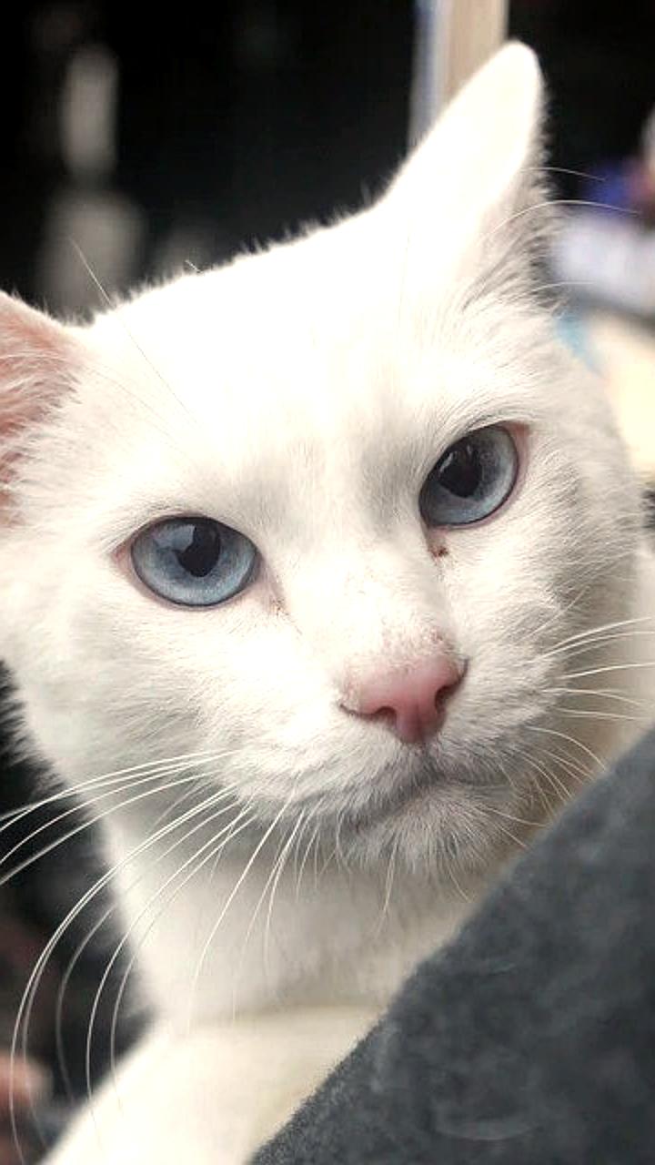 Львовский публицист Илько Лемко критикует рекламу кошачьего корма за использование слова 'Мяу'