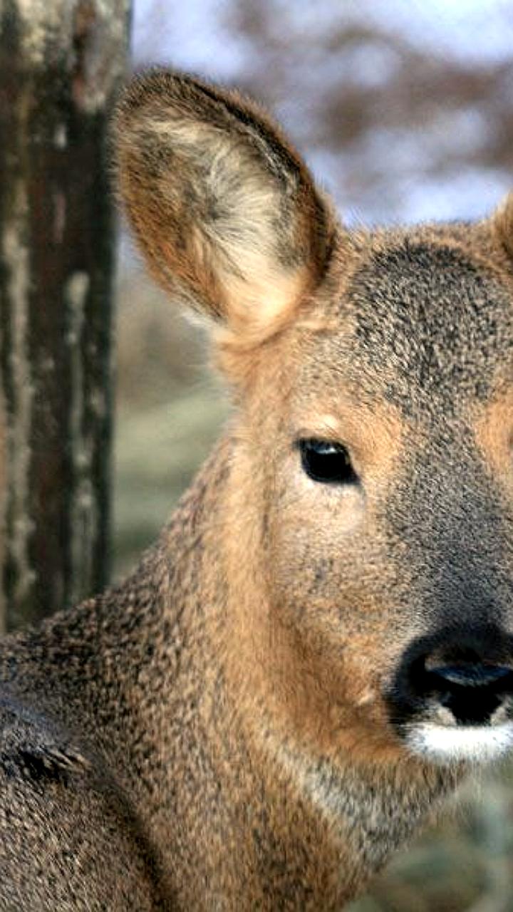 Шимановский суд удовлетворил иск природоохранного прокурора о взыскании ущерба за незаконную охоту на сибирскую косулю