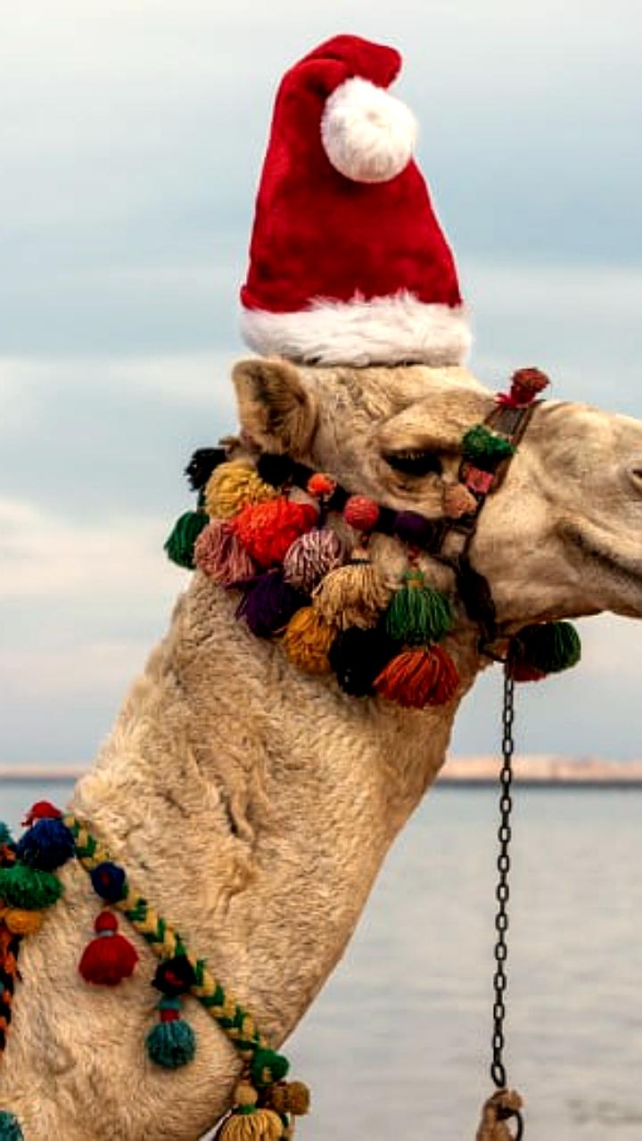 Россияне выбирают страны СНГ и Европы для встречи Нового года