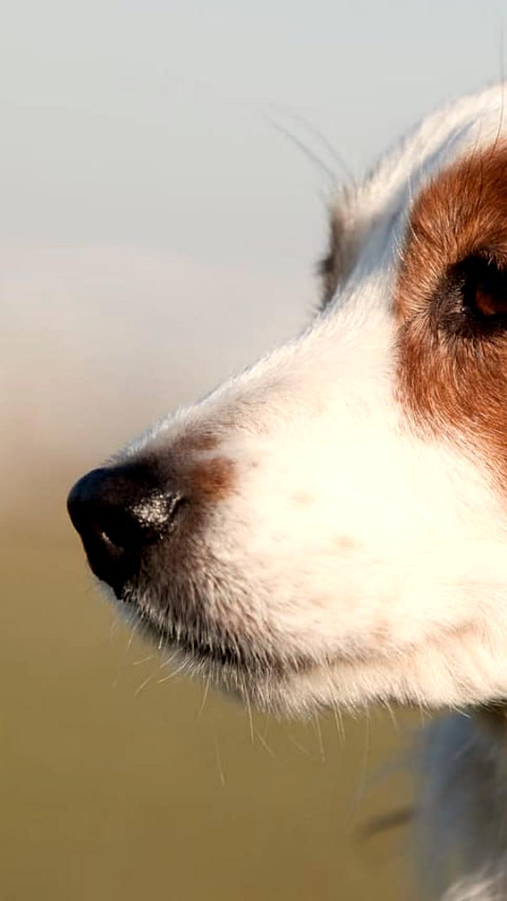 В Ханкайском районе возбуждено уголовное дело по факту убийства человека и жестокого обращения с собакой