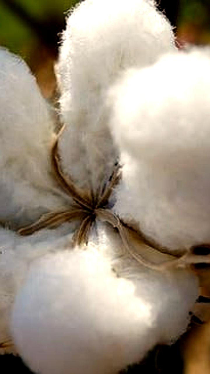 Узбекистан ускоряет создание местных сортов хлопка и внедряет современные агротехнологии