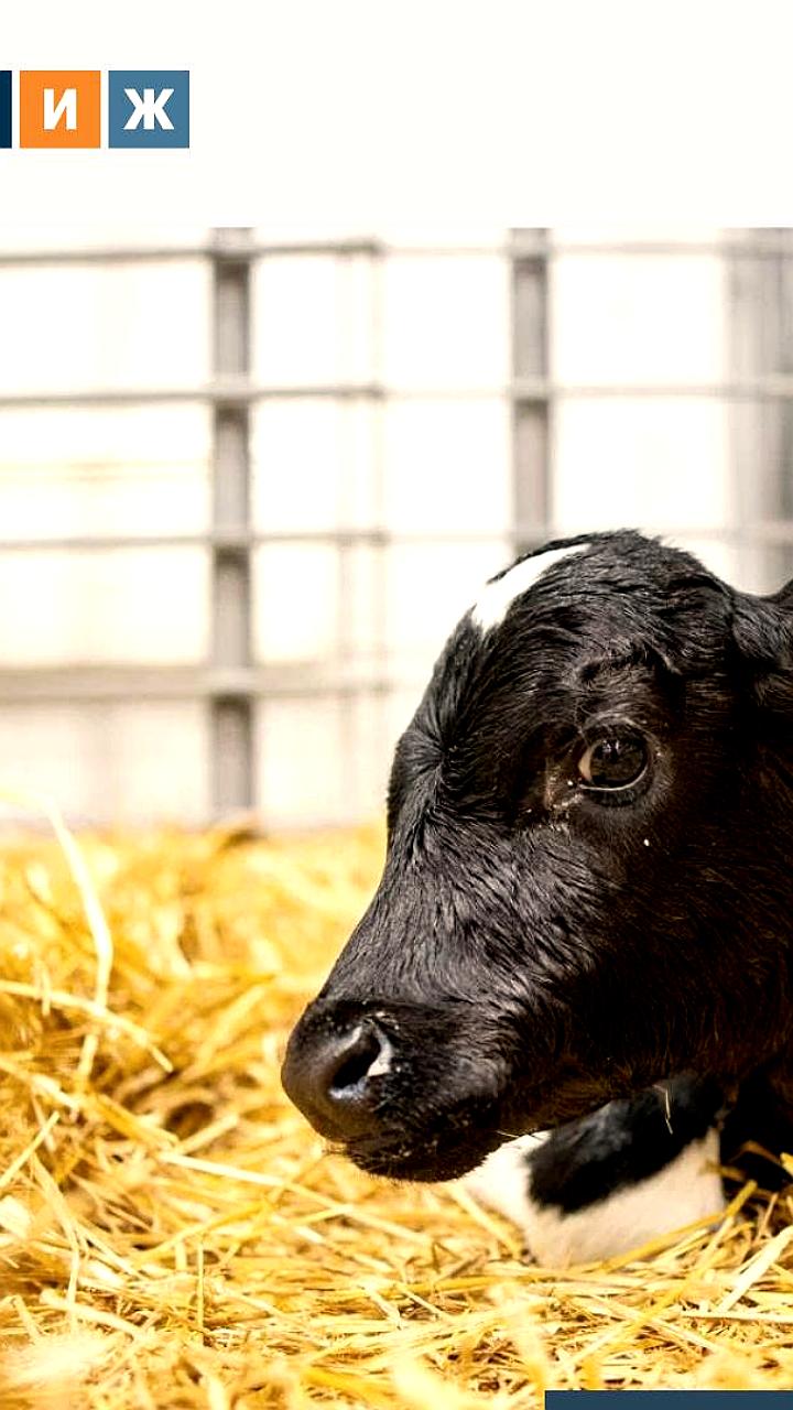 Российские генетики успешно клонировали телят с нормальным весом