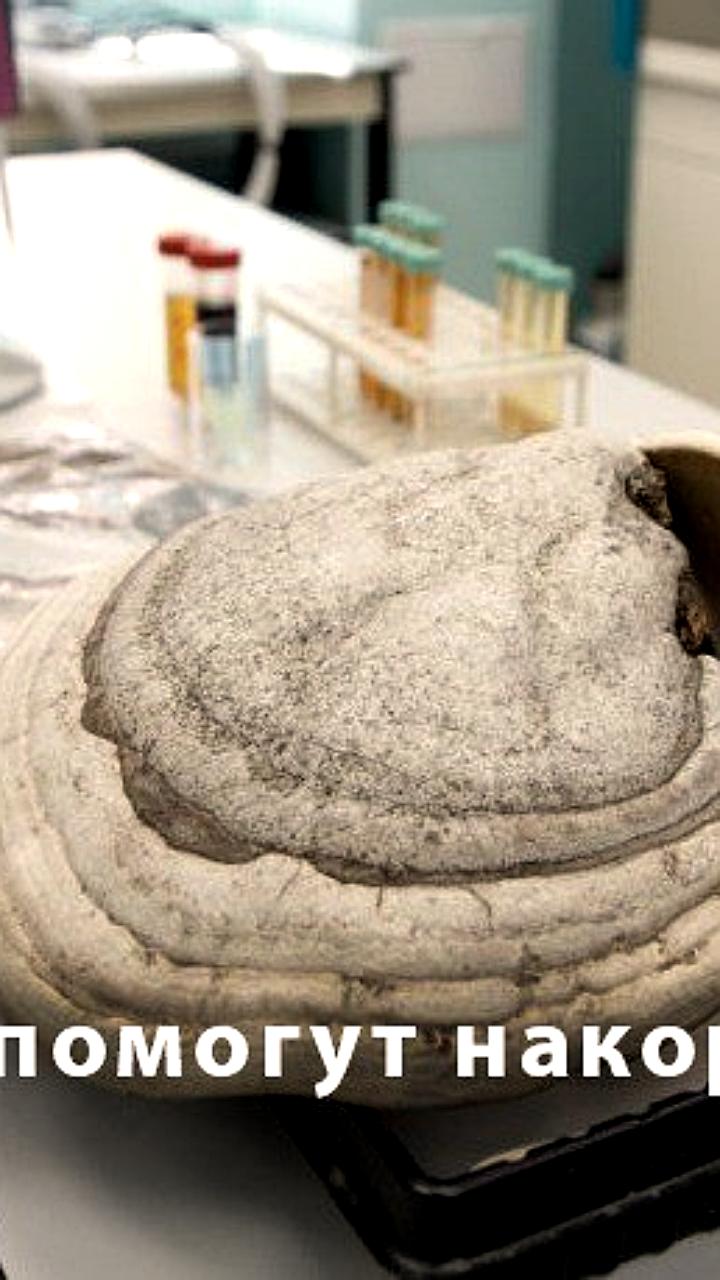 Уральские ученые разработали биопрепарат для повышения урожайности пшеницы