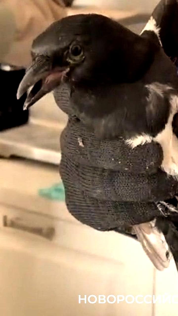 Спасатели вытащили вороненка из вентиляции в Новороссийске