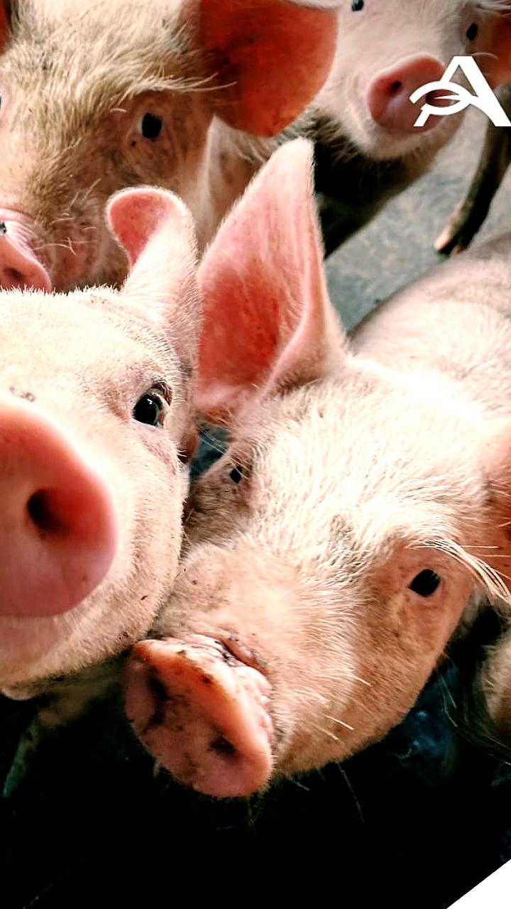 Рост производства скота и птицы в России и Ростовской области в 2025 году