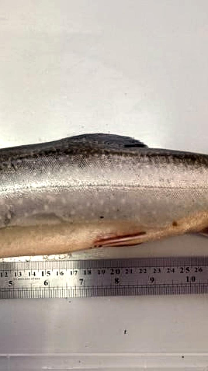 В Сибири успешно вырастили путоранского гольца до 3 кг в рамках аквакультурного эксперимента