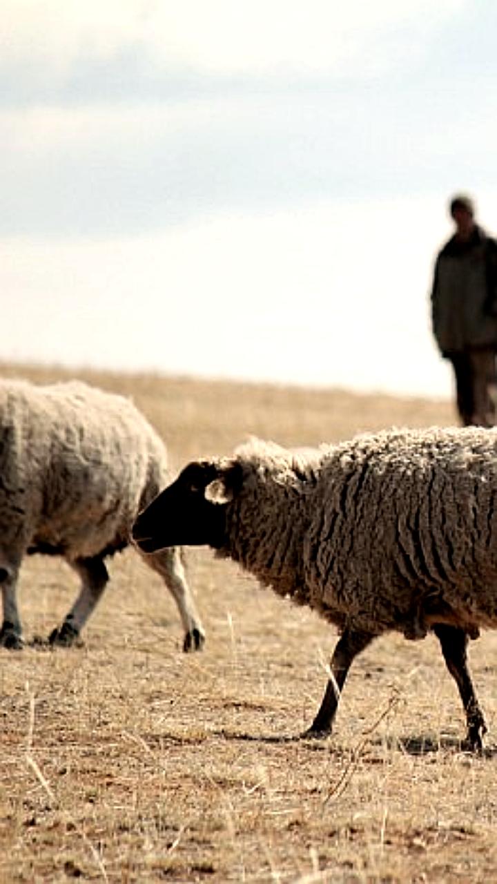 В Бурятии создается ассоциация овцеводов для развития отрасли